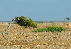 Bonaire Divi Tree