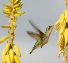 Bonaire Hummingbird